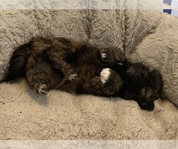 Medium Photo #7 ShihPoo Puppy For Sale in MARION, NY, USA
