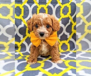 Cavachon-Poodle (Miniature) Mix Puppy for sale in BIRD IN HAND, PA, USA