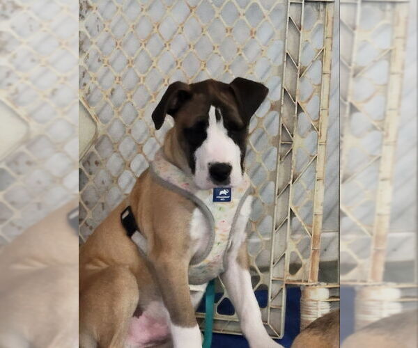 Medium Photo #4 Mastiff-Unknown Mix Puppy For Sale in Rocky Mount, NC, USA