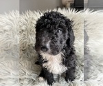 Puppy Puppy 5 Bernedoodle-Poodle (Standard) Mix