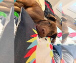 Small #4 Labrador Retriever Mix