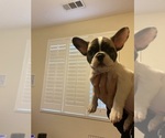 Small Photo #5 French Bulldog Puppy For Sale in VISALIA, CA, USA