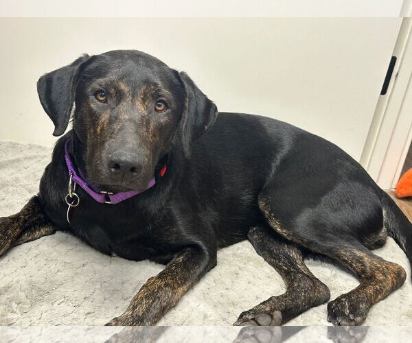 Medium Photo #2 Labrador Retriever-Unknown Mix Puppy For Sale in Clovis, CA, USA