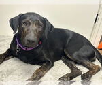 Small #1 Labrador Retriever Mix