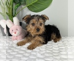 Small #3 Yorkshire Terrier