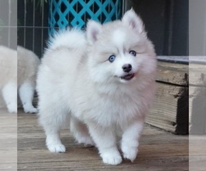 Pomsky Puppy for sale in FORT BRAGG, CA, USA