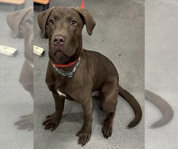 Medium Photo #1 Labrador Retriever Puppy For Sale in Forestville, MD, USA