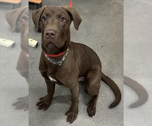 Labrador Retriever Dogs for adoption in Forestville, MD, USA