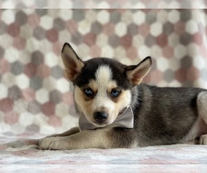 Pomsky Puppy for sale in LANCASTER, PA, USA