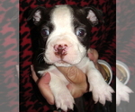 Puppy 5 Boston Terrier