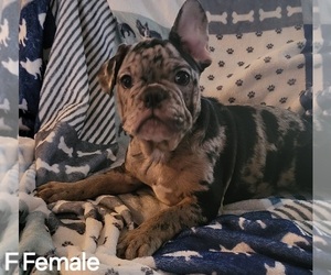 Free-Lance Bulldog Puppy for Sale in FORT SMITH, Arkansas USA