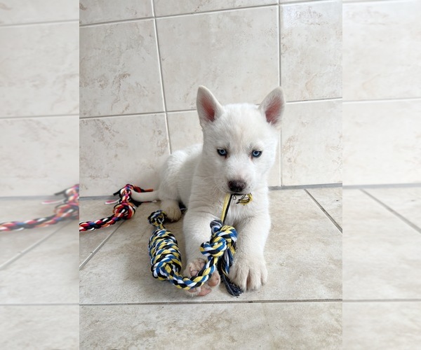 Medium Photo #4 Siberian Husky Puppy For Sale in EAST HERKIMER, NY, USA
