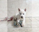 Small Photo #4 Siberian Husky Puppy For Sale in EAST HERKIMER, NY, USA
