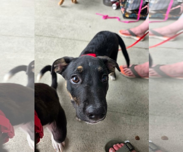 Medium Photo #2 Mountain Cur-Unknown Mix Puppy For Sale in Germantown, OH, USA