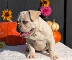 Puppy Harper French Bulldog