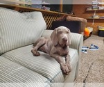 Small Photo #6 Weimaraner Puppy For Sale in BUNNELL, FL, USA