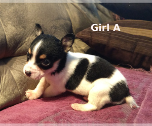 Rat Terrier Puppy for sale in LIBERTY, KY, USA