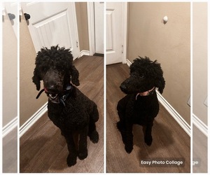 Poodle (Standard) Puppy for sale in CASTROVILLE, TX, USA