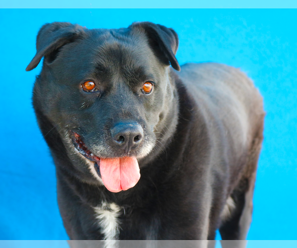 Medium Photo #1 Labrador Retriever-Unknown Mix Puppy For Sale in Pasadena, CA, USA