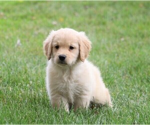 Golden Retriever Puppy for sale in FREDERICKSBG, OH, USA