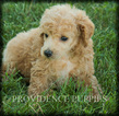 Small Photo #13 Poodle (Miniature) Puppy For Sale in COPPOCK, IA, USA