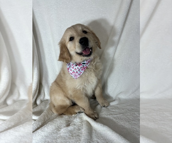 Medium Photo #4 English Cream Golden Retriever Puppy For Sale in GREENFIELD, IN, USA