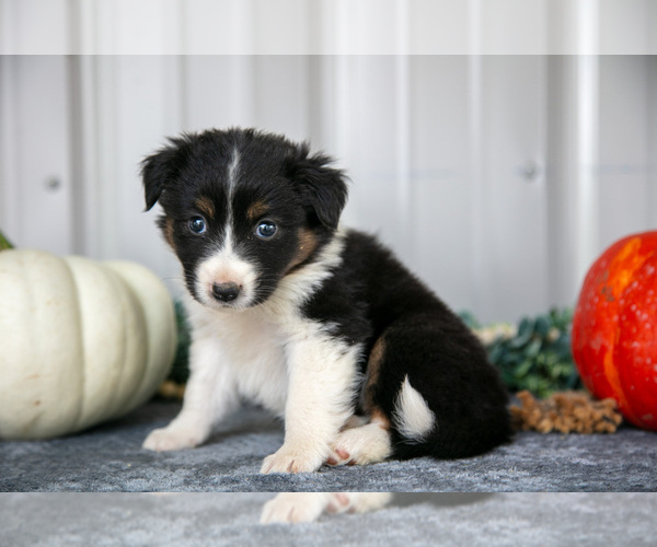 Medium Photo #2 Australian Shepherd Puppy For Sale in CAMDEN, MI, USA