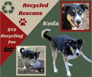 Siberian Husky-Unknown Mix Dogs for adoption in Lindsay, CA, USA