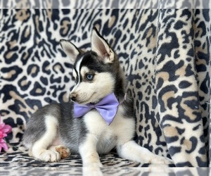 Pomsky Puppy for sale in LANCASTER, PA, USA