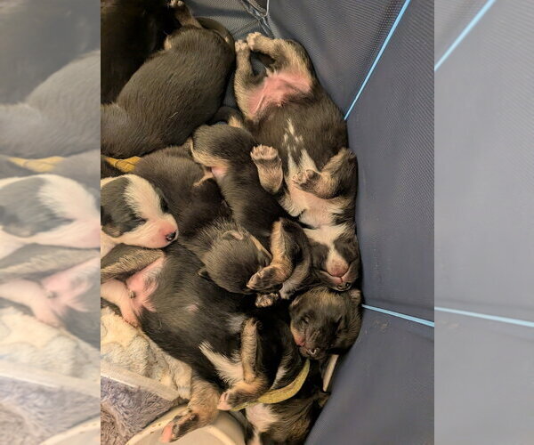 Medium Photo #3 Mutt Puppy For Sale in Pacifica, CA, USA