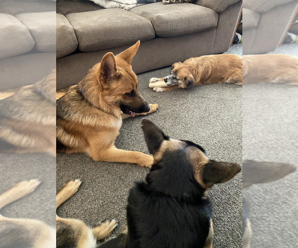 Medium Photo #58 German Shepherd Dog Puppy For Sale in LA FAYETTE, NY, USA