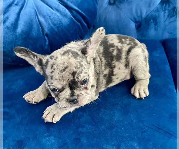 Medium Photo #35 French Bulldog Puppy For Sale in SCREVEN, GA, USA