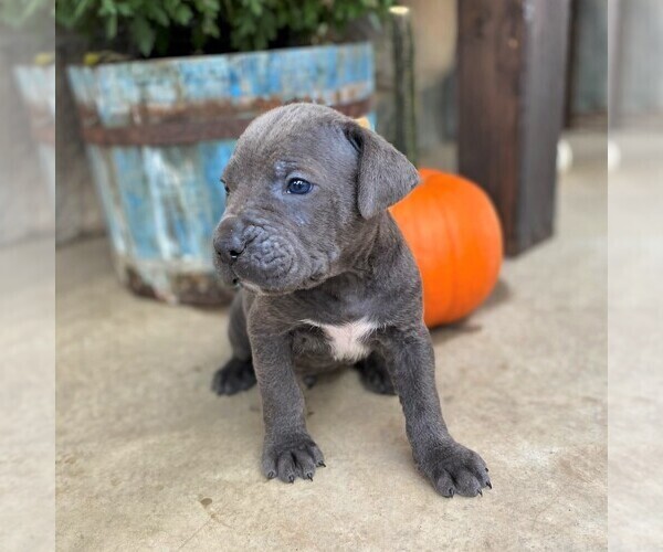 Medium Photo #3 Cane Corso Puppy For Sale in FORKSVILLE, PA, USA