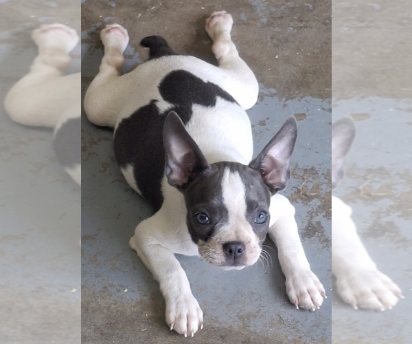 Medium Photo #1 Boston Terrier Puppy For Sale in COLLINS, GA, USA