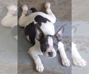 Medium Boston Terrier