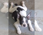 Puppy 2 Boston Terrier