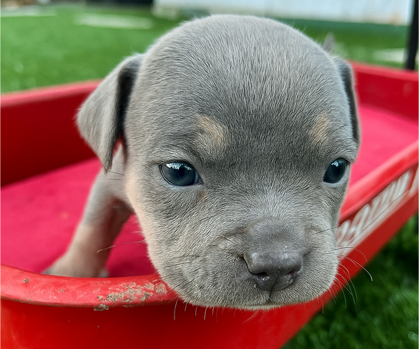 Medium Photo #1 American Bulldog Puppy For Sale in BEVERLY HILLS, CA, USA