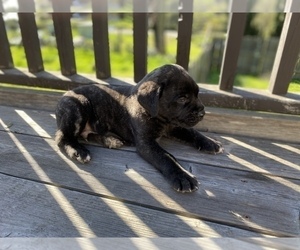 Mastiff Puppy for sale in SALINAS, CA, USA