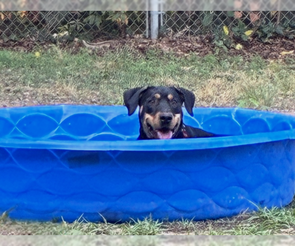 Medium Photo #4 Rottweiler-Unknown Mix Puppy For Sale in White Hall, AR, USA