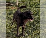Small Photo #5 Labrador Retriever-Spaniel Mix Puppy For Sale in Sistersville, WV, USA