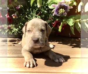 Great Dane Puppy for sale in BANGOR, WI, USA