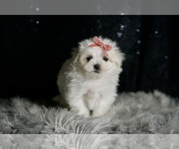 Medium Photo #3 Maltese Puppy For Sale in WARSAW, IN, USA