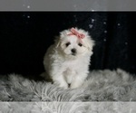 Small #2 Maltese