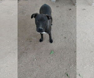 Brad Pitt - Male Labrador Retriever-Staffordshire Bull Terrier Mix Dog for Adoption - Photo #3