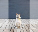 Small #7 Cairn Terrier