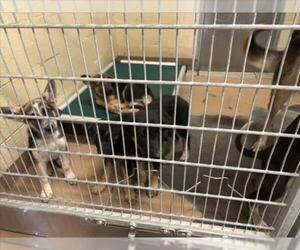 German Shepherd Dog Dogs for adoption in Texas City, TX, USA