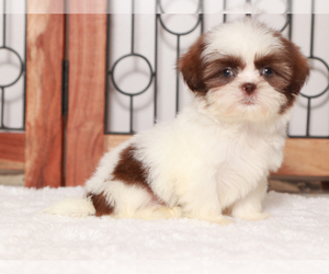 Shih Tzu Puppy for sale in NAPLES, FL, USA
