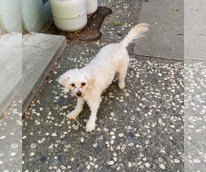 DandyLion - Female Poodle (Miniature)-Unknown Mix Dog for Adoption - Photo #3