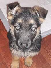 German Shepherd Dog Puppy for sale in SPOKANE, WA, USA
