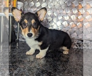 Pembroke Welsh Corgi Puppy for sale in GOSHEN, IN, USA
